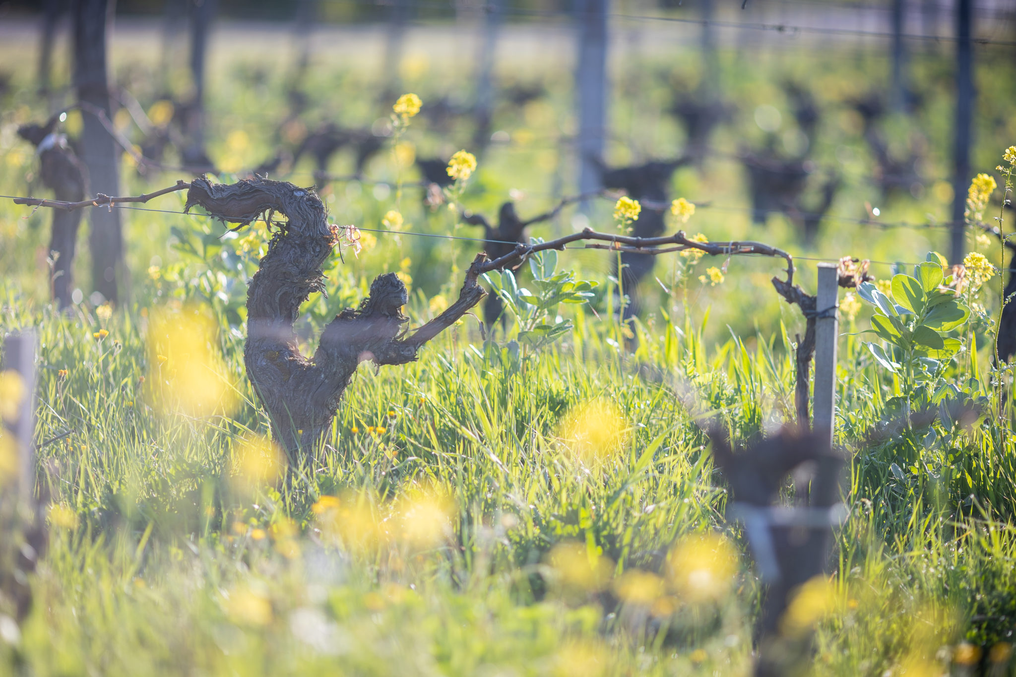 Pied de vigne avec des fleurs autour