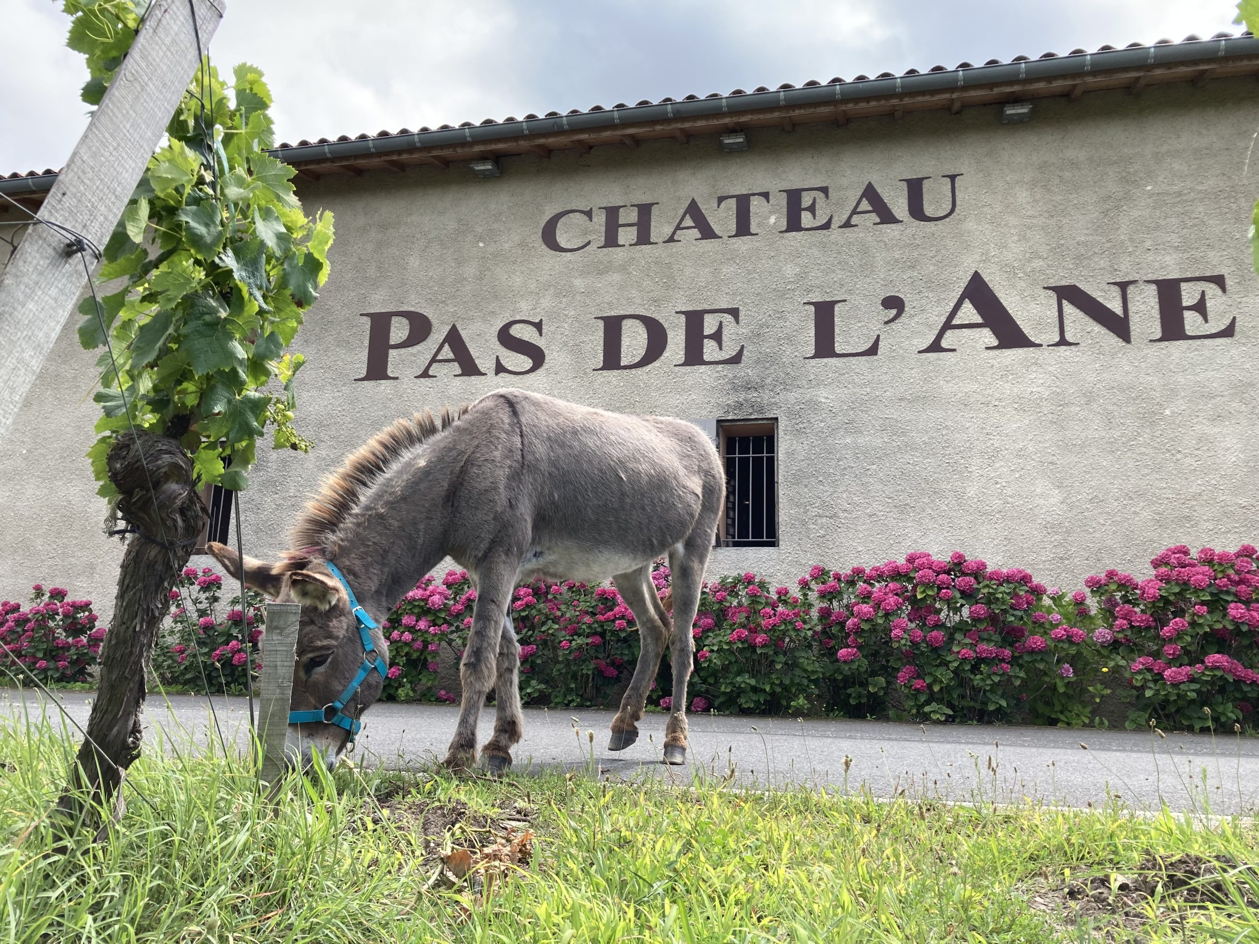 Façade du Château Pas de l'Ane avec un âne broutant l'herbe