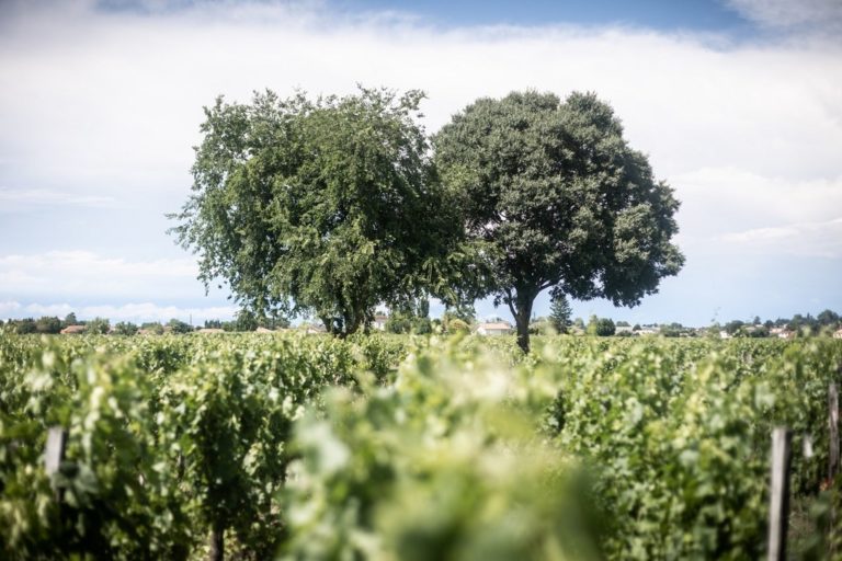 100% de certification à saint-emilion