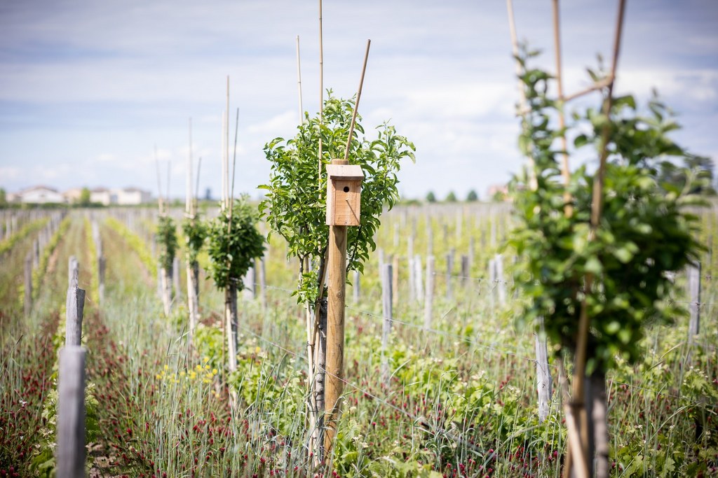 les insectes, les compagnons de la vigne dans la démarche environnementale à saint-emilion