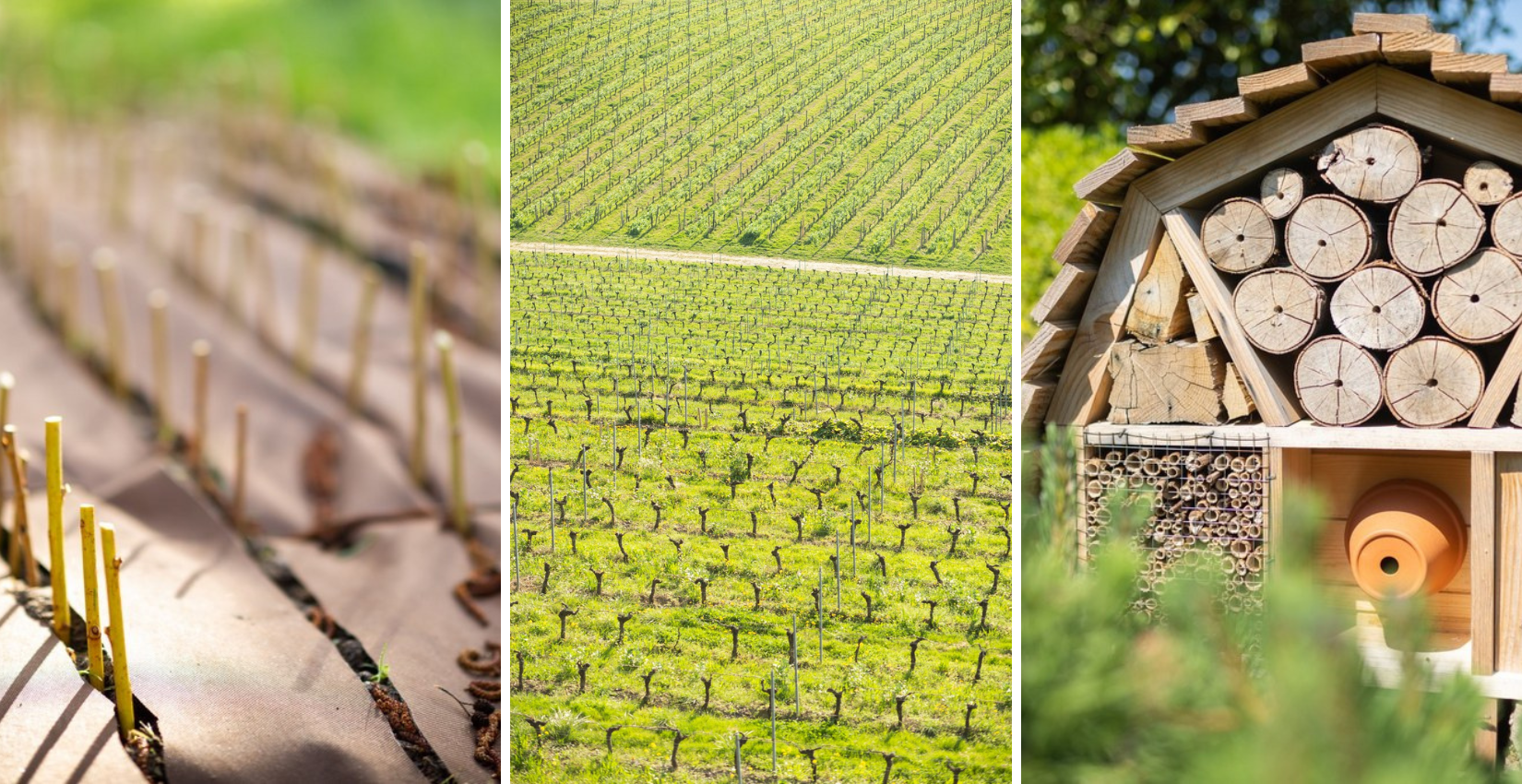 différentes démarches de l'engagement environnemental de saint-emilion