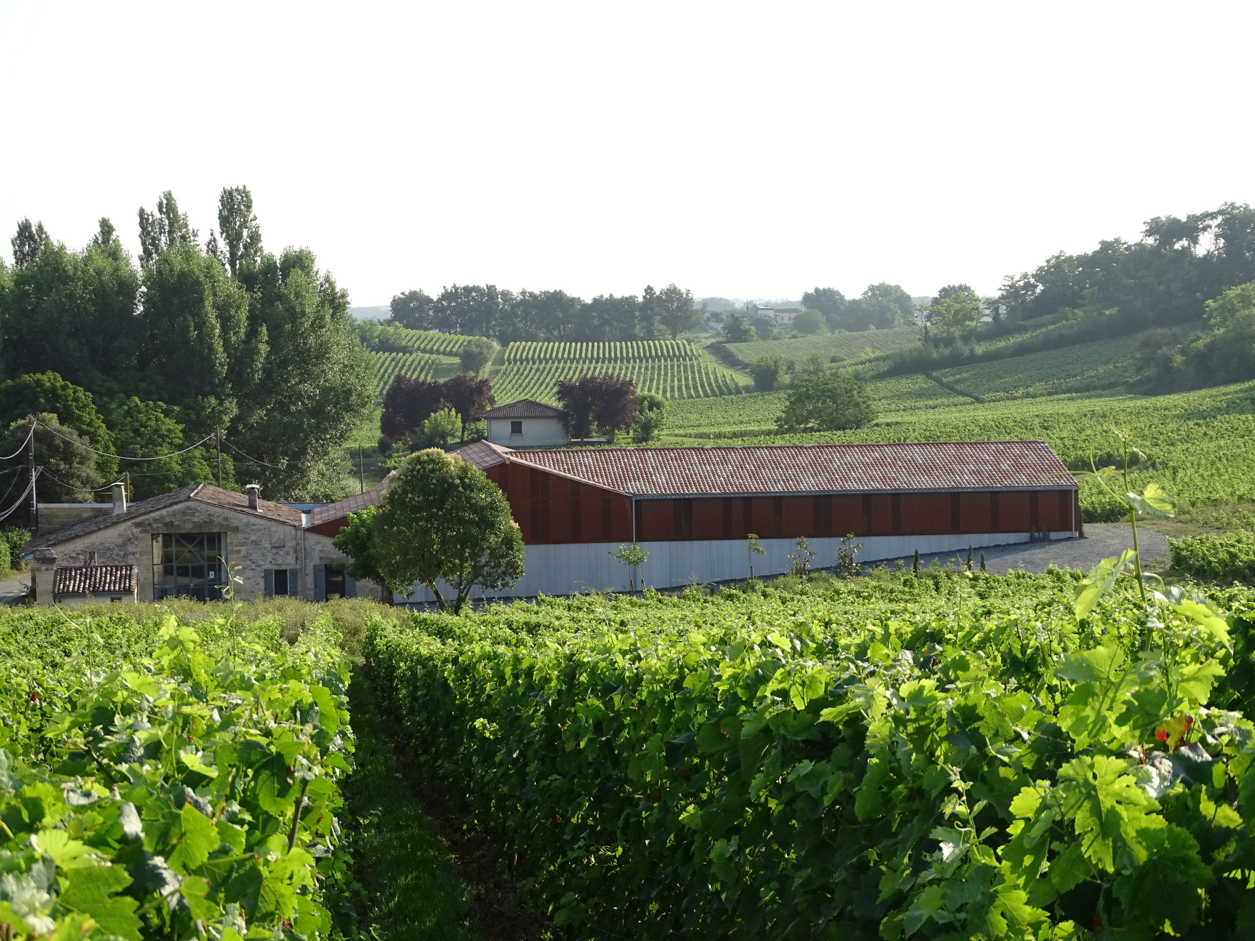 vignoble du Château Rol Valentin, Saint-Emilion Grand Cru