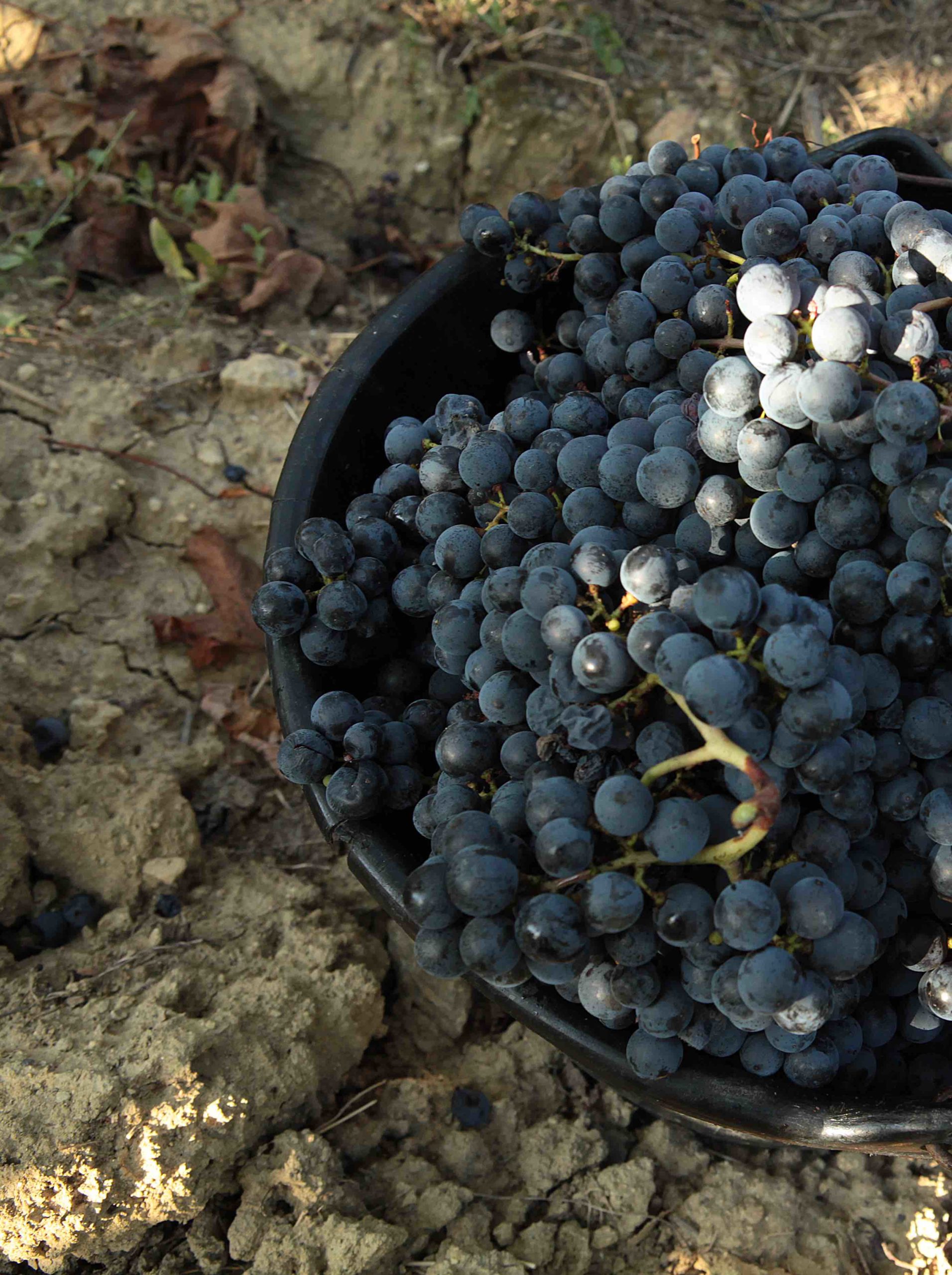 Grappes de raisin dans un seau