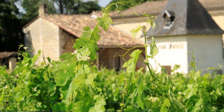 Vignes du chateau soleil puisseguin saint emilion