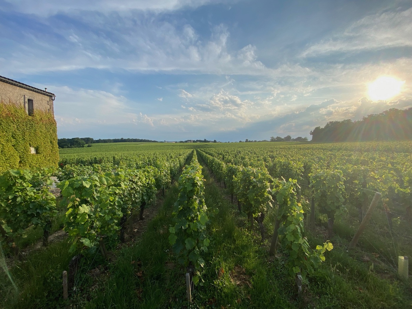 Vignes du château Destieux Saint-Emilion Grand Cru Classé