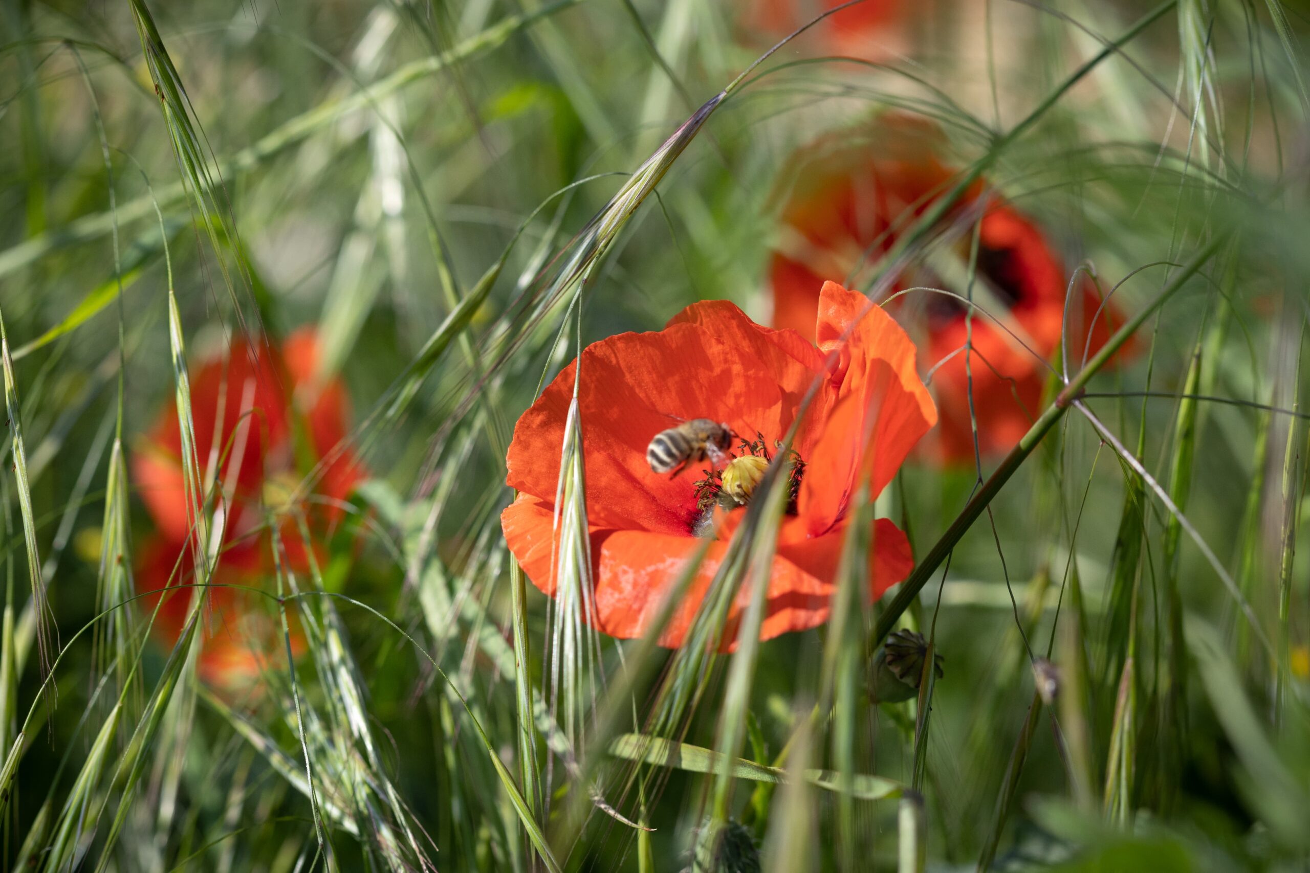 des abeilles à saint-emilion