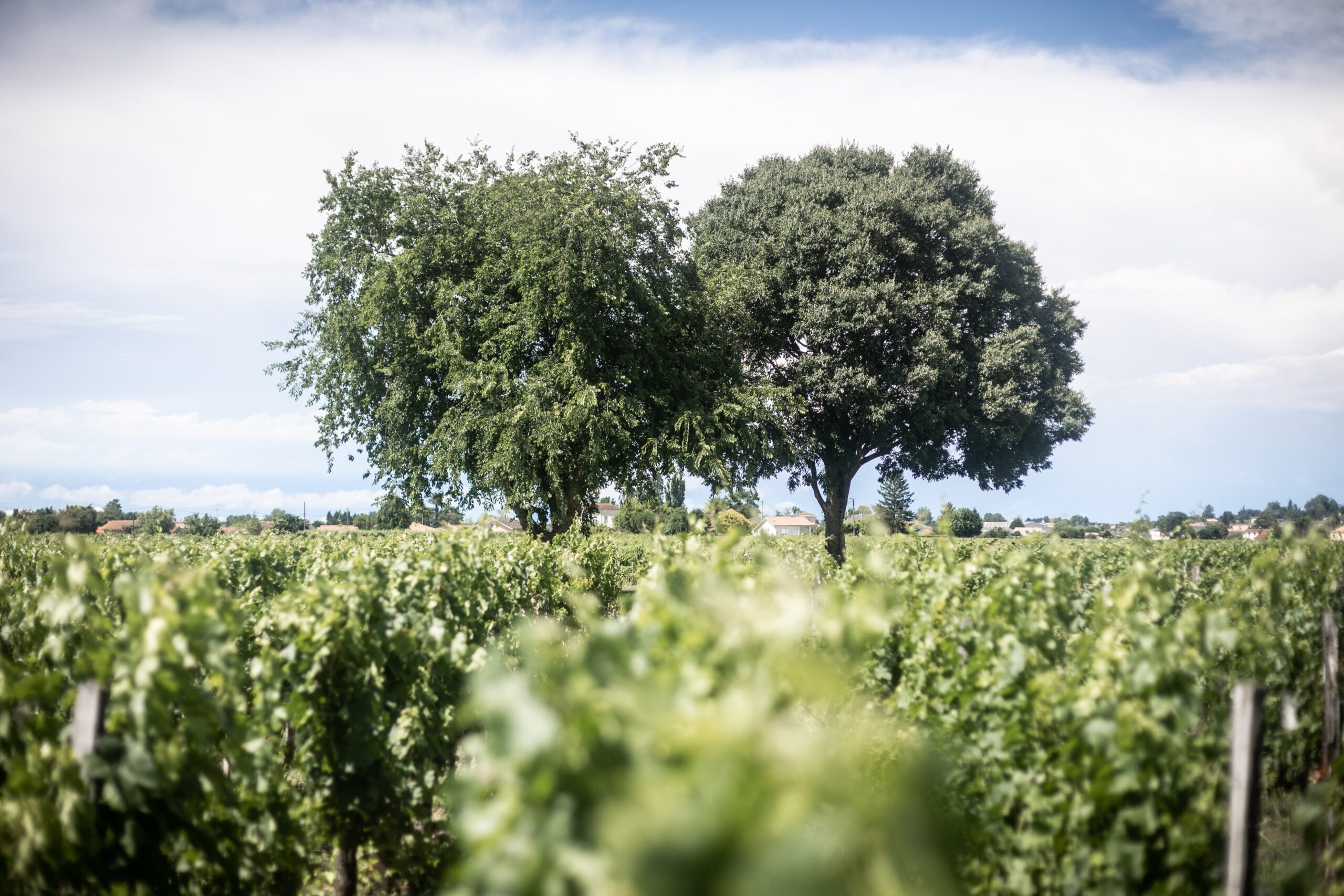 l'importance de l'environnement dans le vignoble de saint-emilion