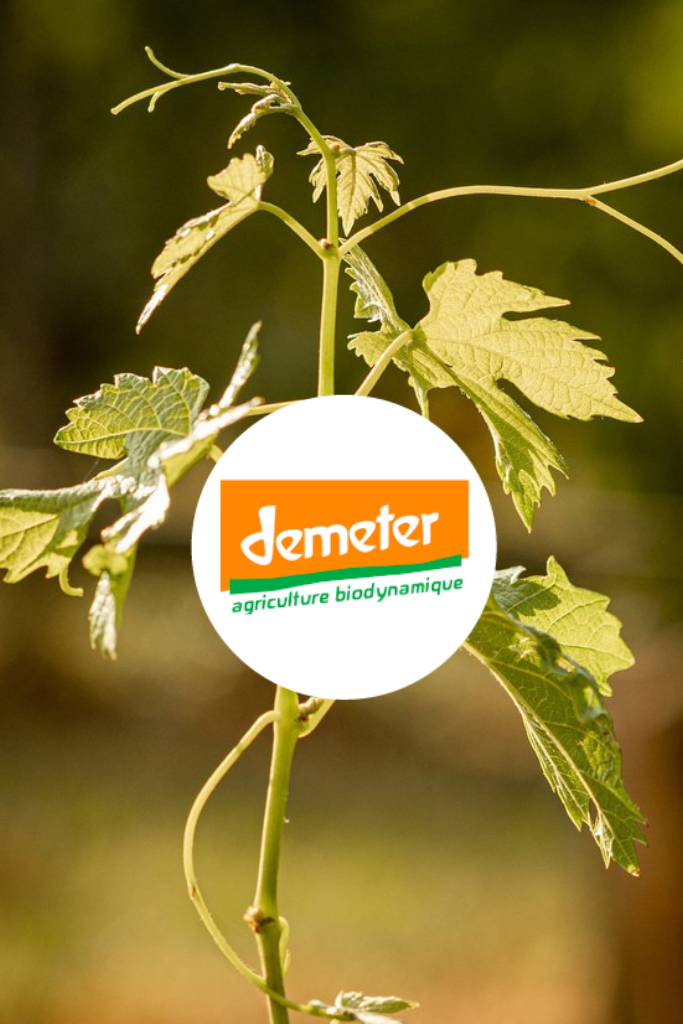 certification demeter dans le vignoble de saint-emilion