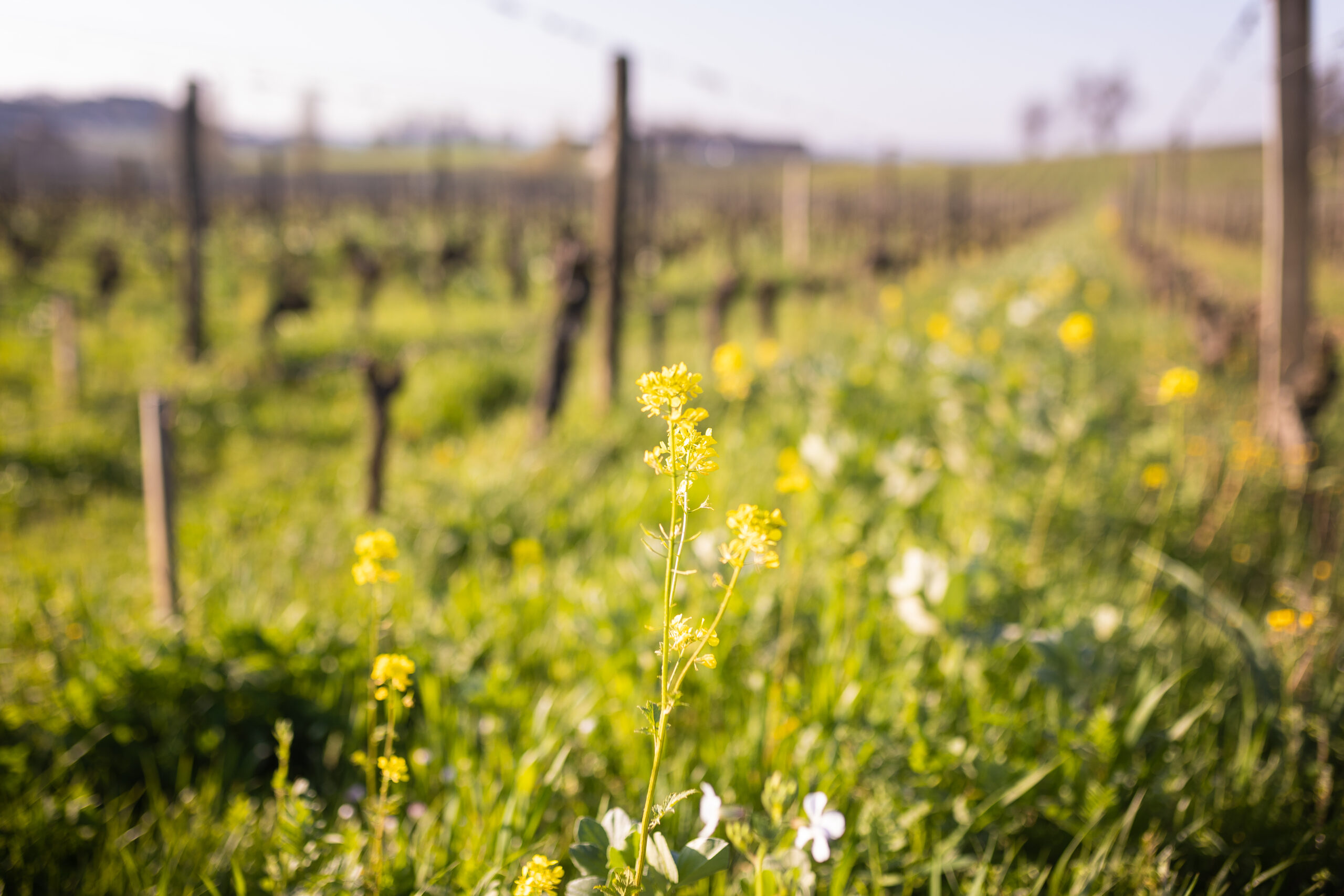 certification environnementale vignoble saint-emilion