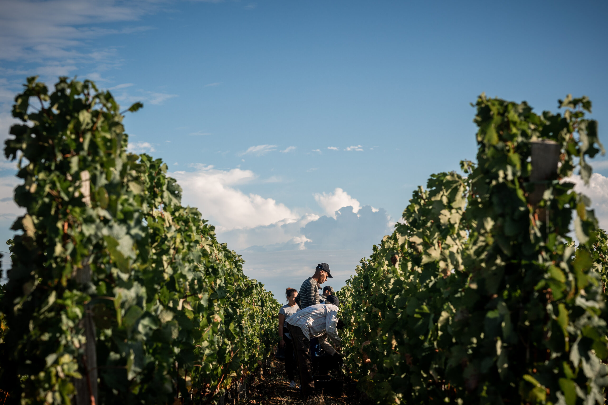 certification environnementale vignoble saint-emilion