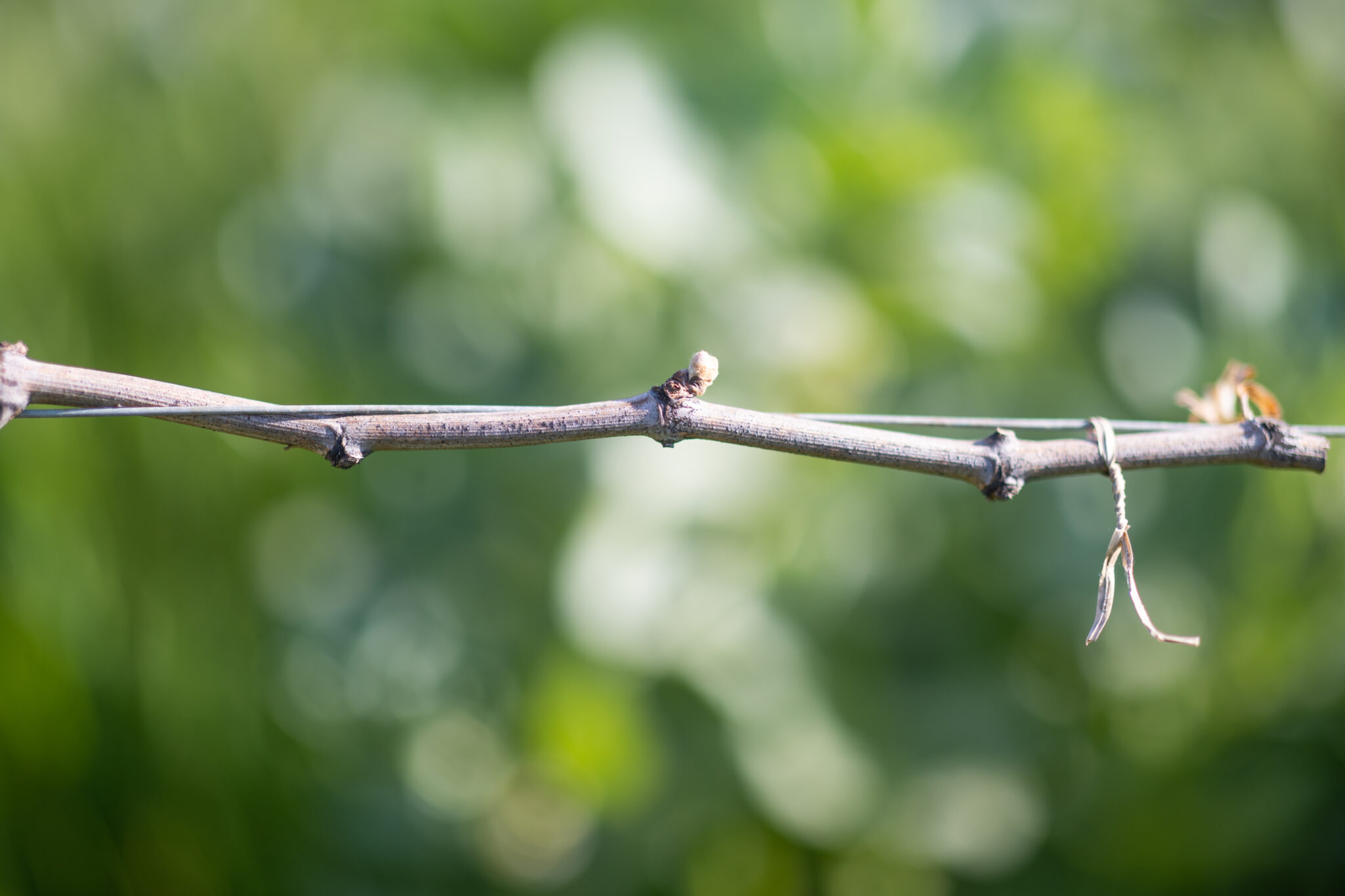 cause environnementale dans le vignoble de saint-emilion