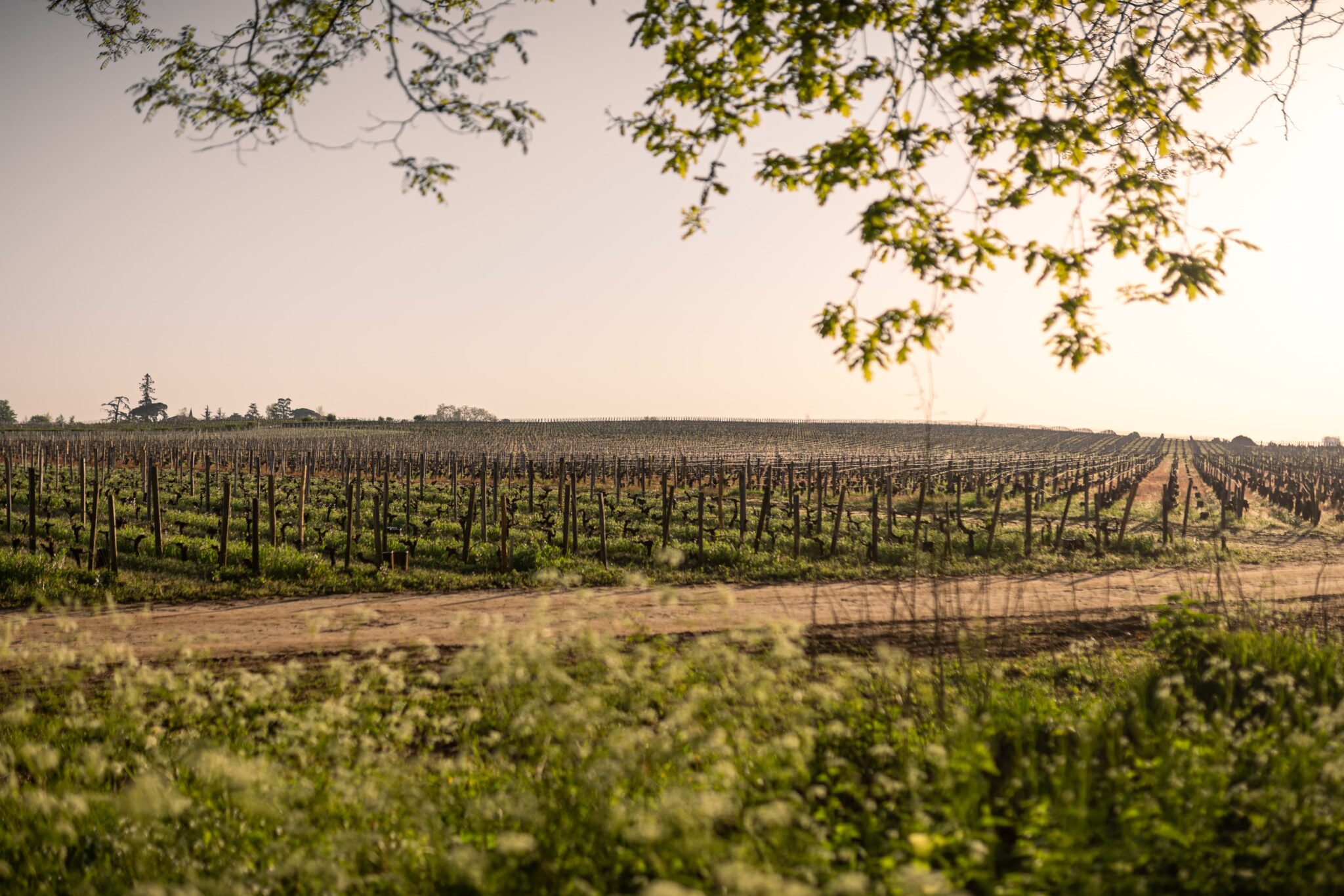 vignoble de saint emilion au lever du soleil