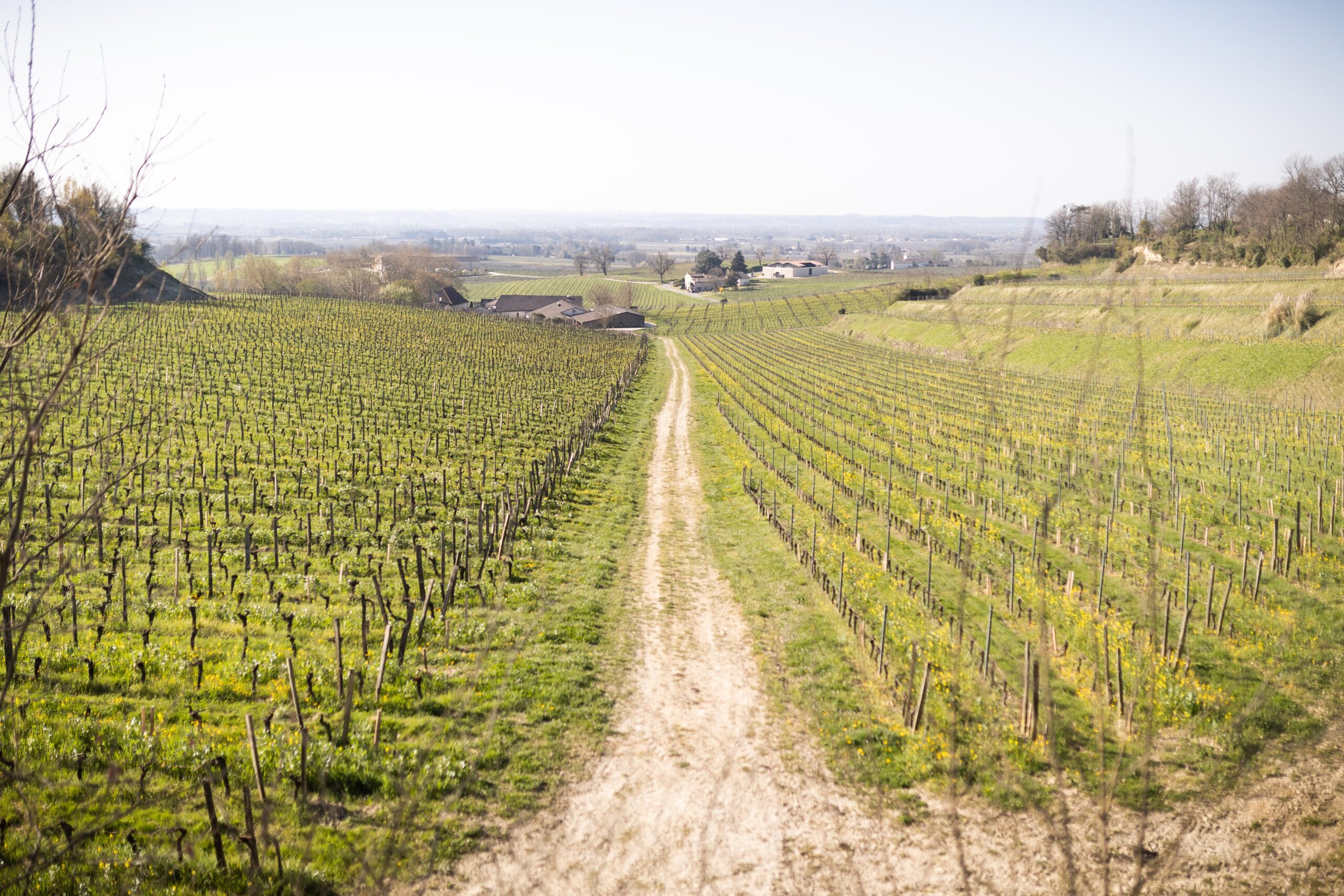 vignoble dans les appellations saint-emilion