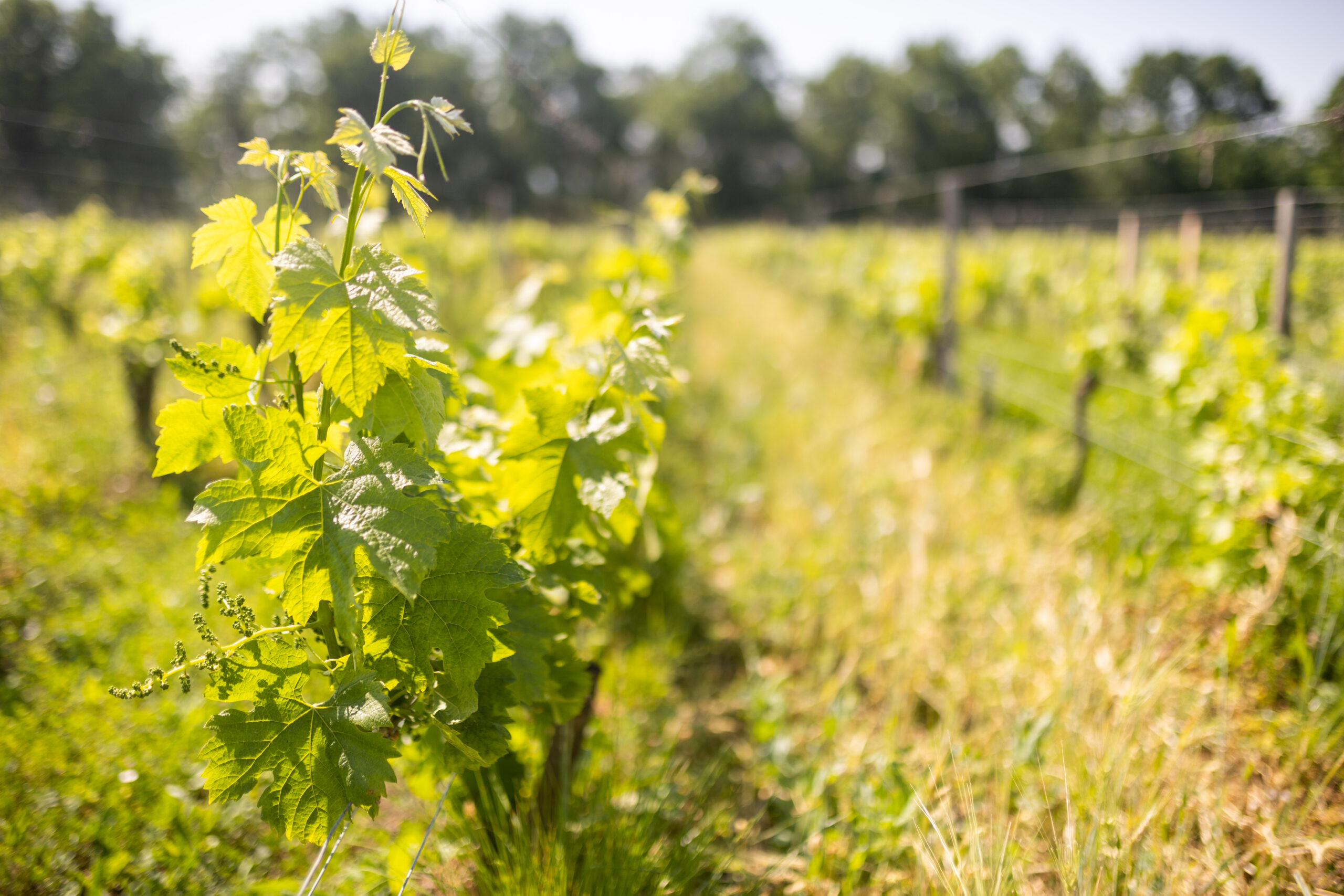 certification vigne saint emilion