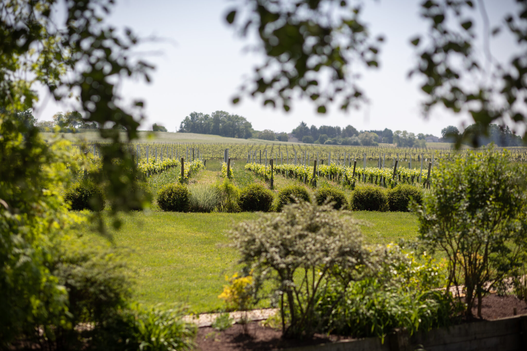 vignoble de saint-emilion haute valeur environnementale