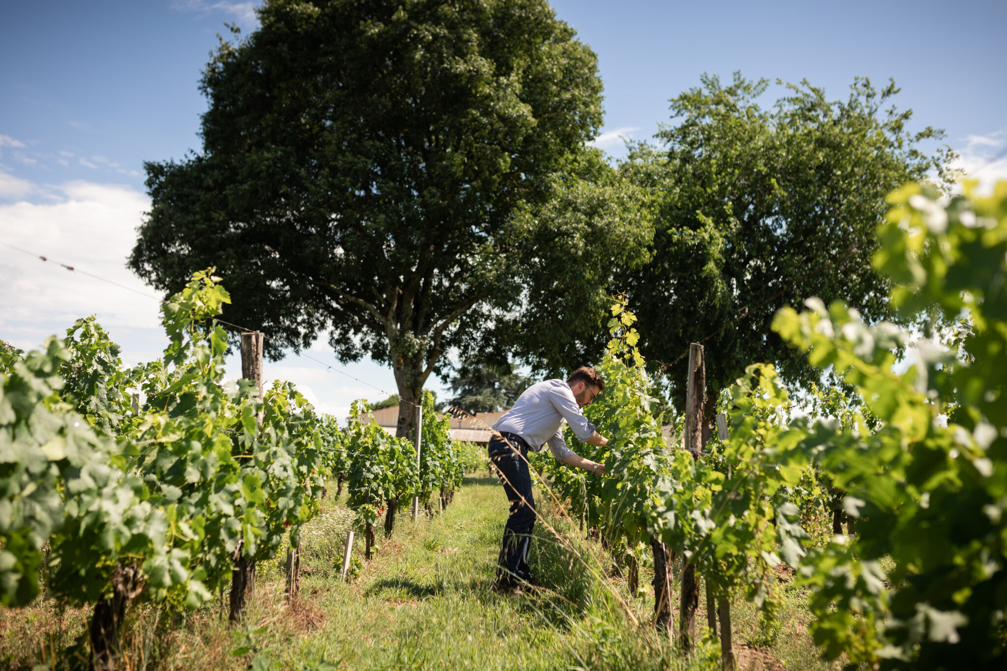 vigneron dans les vignes saint emilion