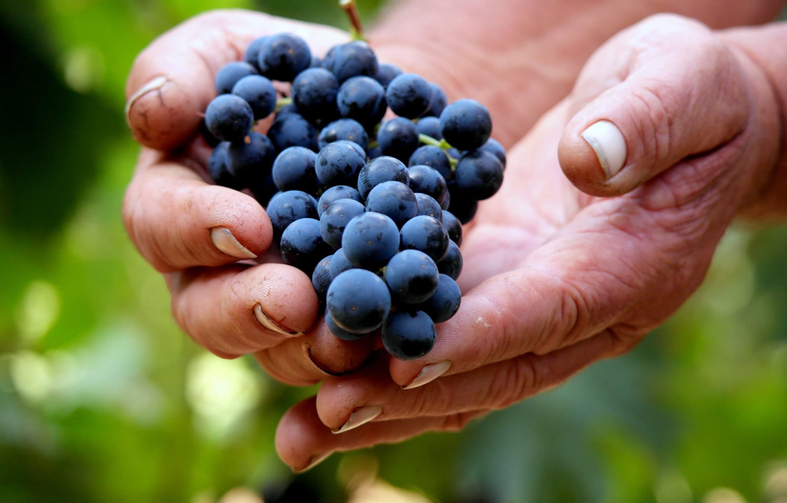 l'association juridiction de saint emilion dans les mains des communes du vignoble