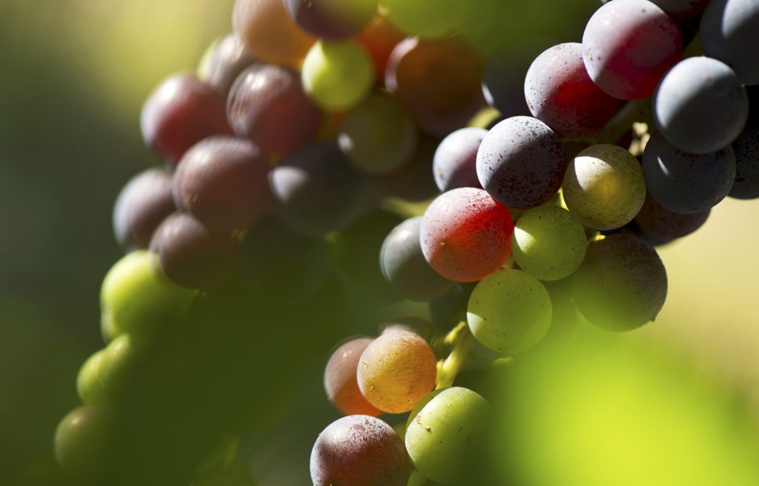 saint emilion vignoble terroir