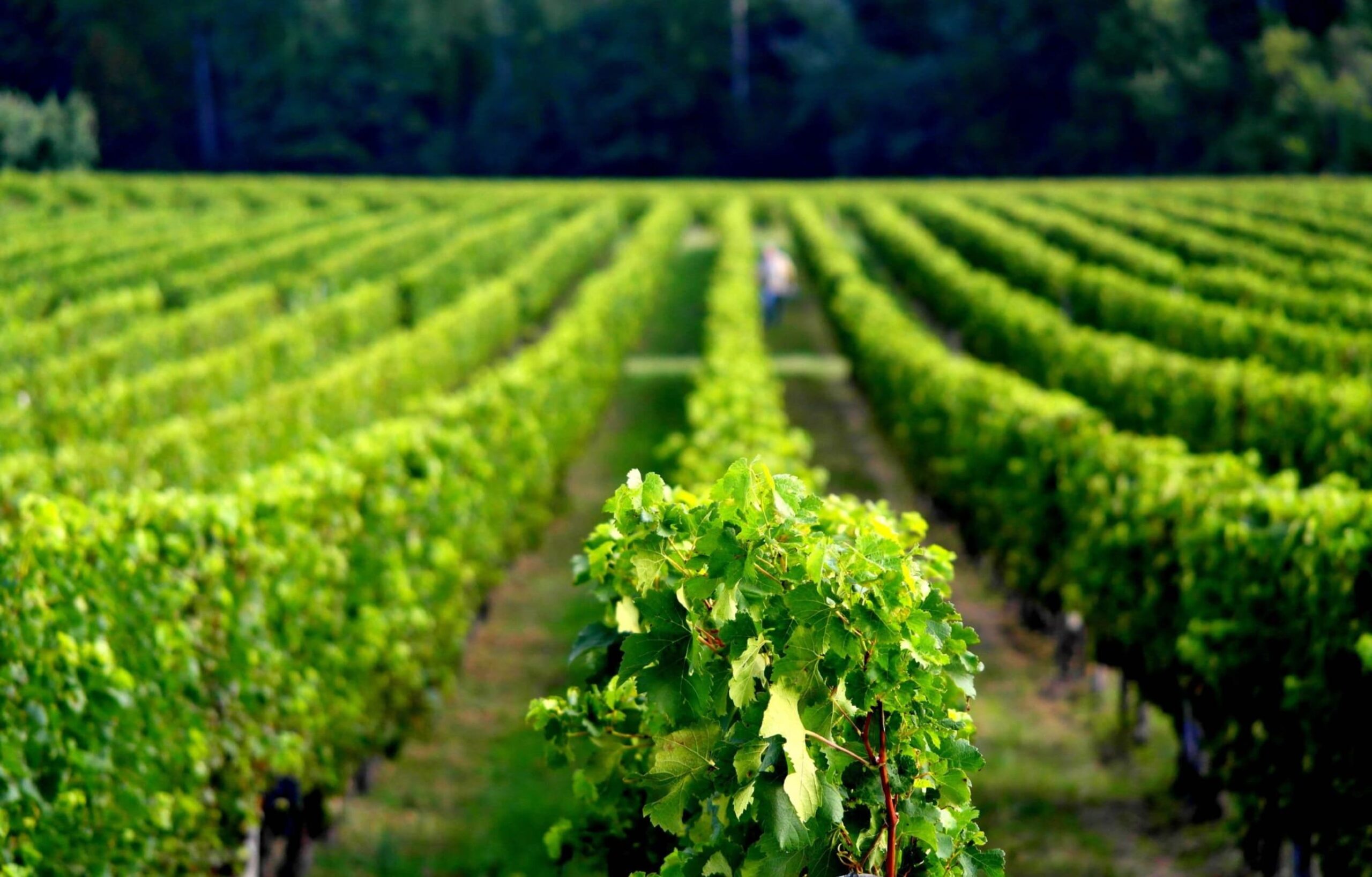 vignoble puisseguin saint emilion