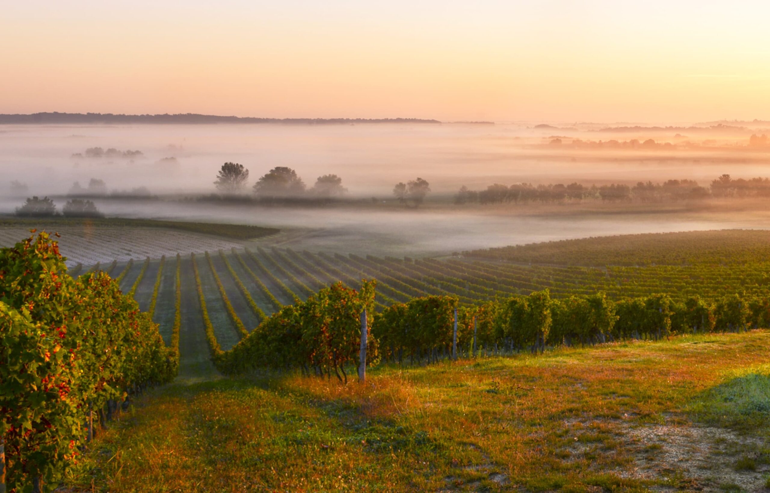 vignoble de saint-emilion à l'aurore