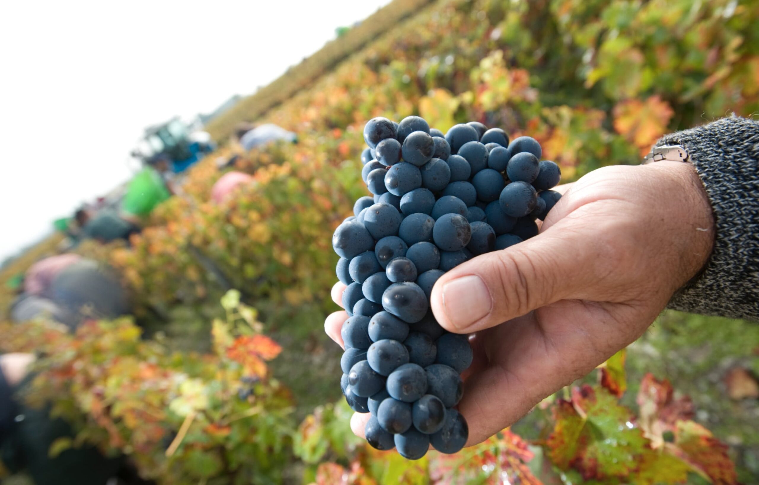 grappe de raisin vignoble saint emilion classé unesco